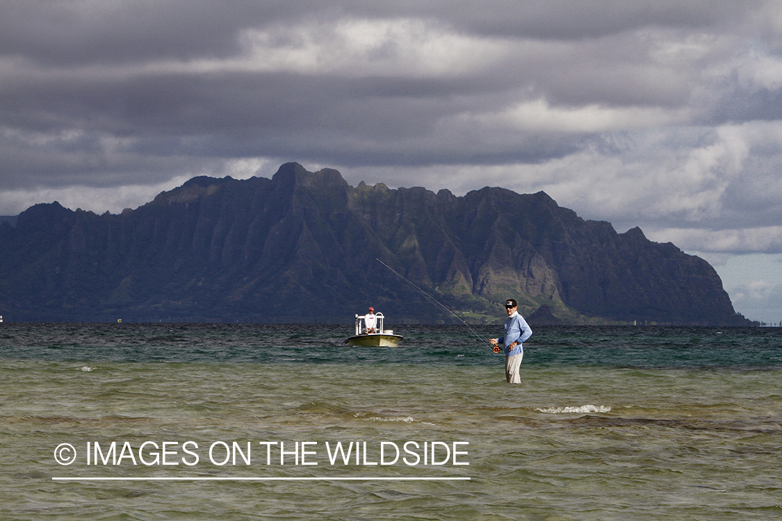 Saltwater flyfisherman fishing on flats, in Hawaii. 