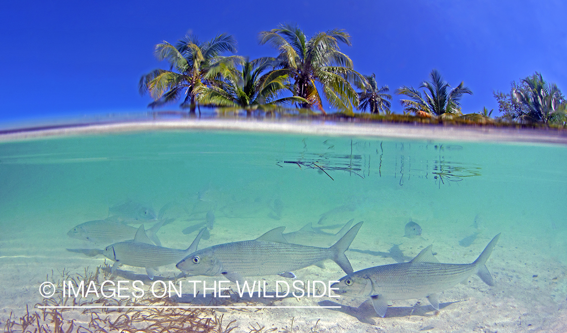 Bonefish in habitat.