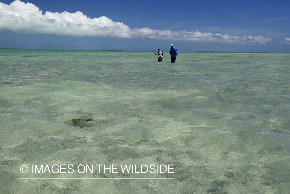 Flyfishermen casting towards tailing Peachy Triggerfish.