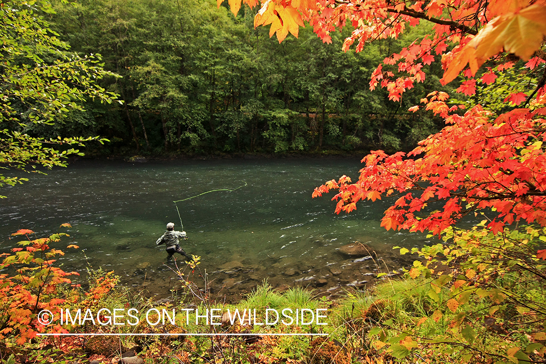 Flyfisherman casting on river. 