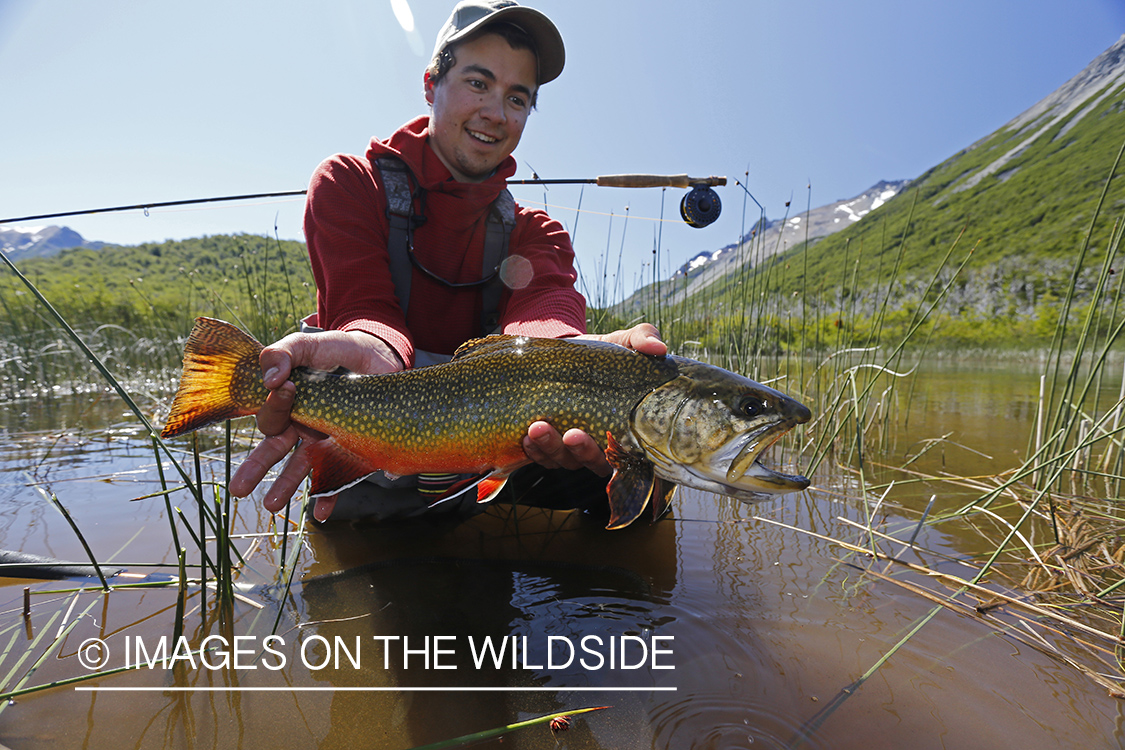 Flyfisherman releasing brook trout.