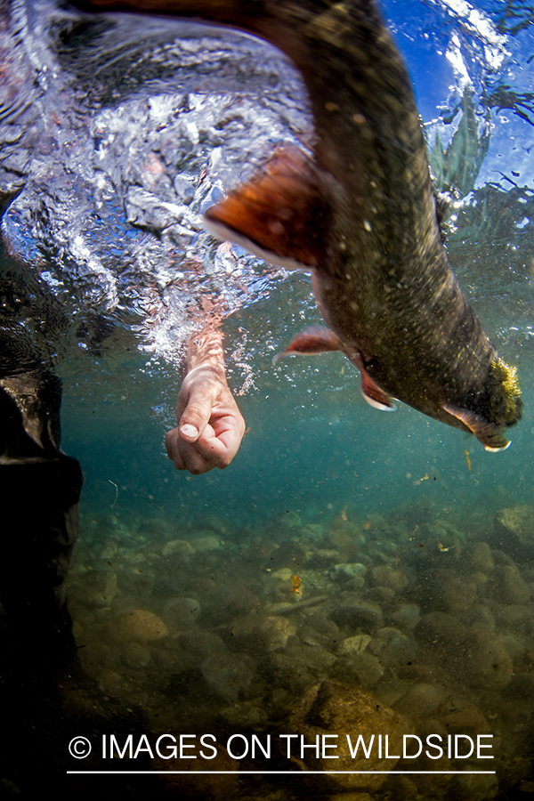 Flyfisherman reaching for brook trout.