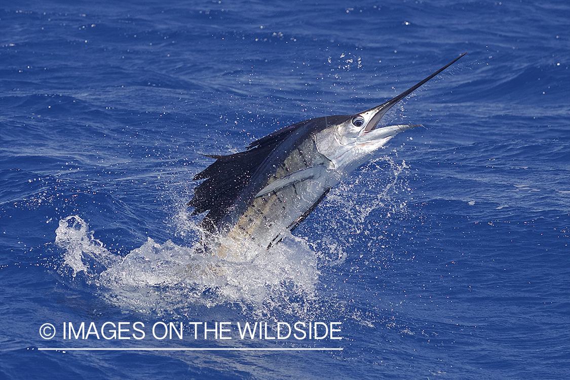 Deep sea fisherman fighting jumping atlantic sailfish.
