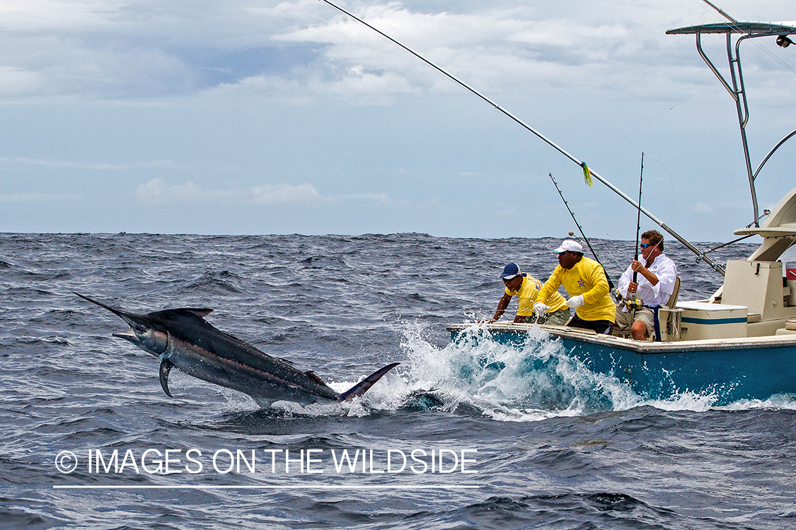 Fishermen fighting with jumping marlin.