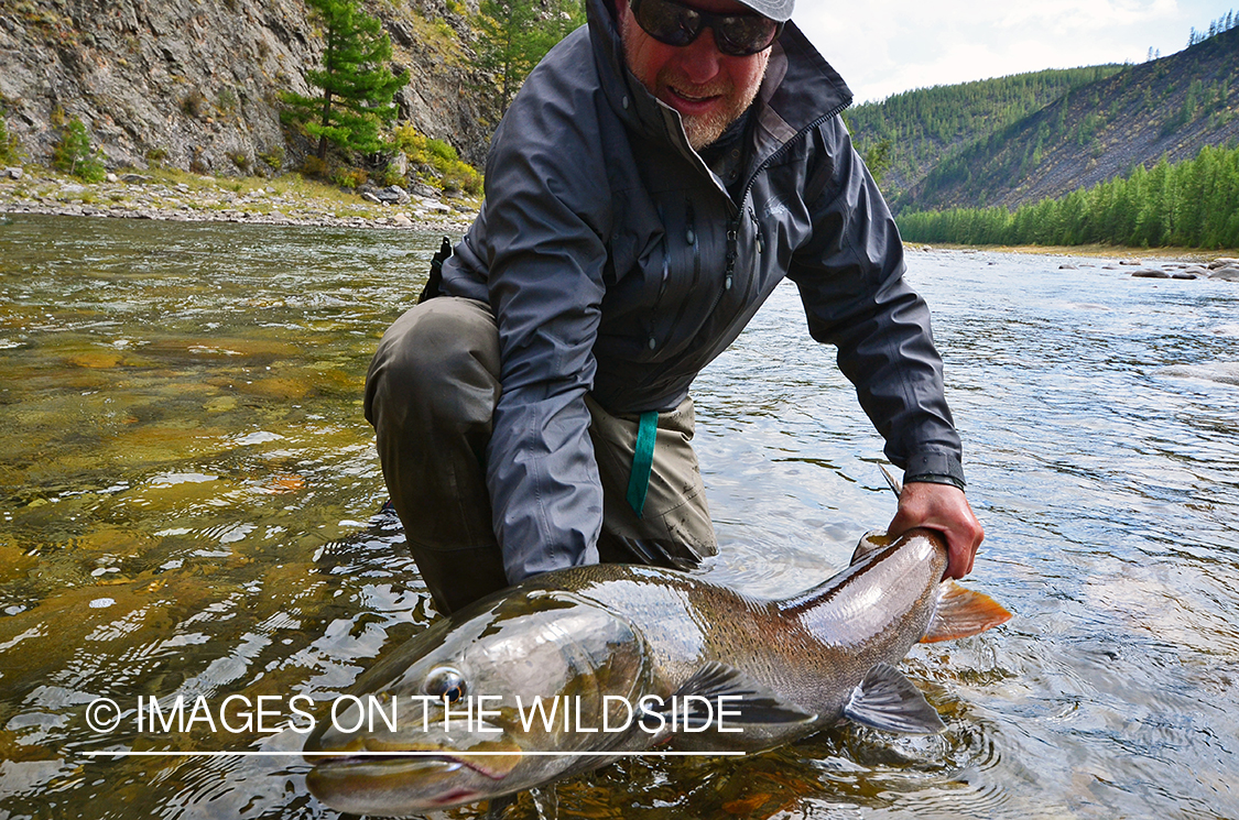 Fly fisherman releasing Taimen.