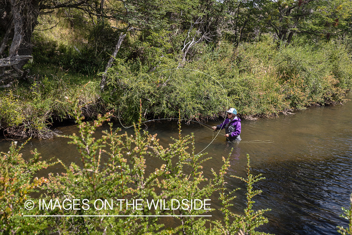 Woman fly fishing guide(Marcela Appelhanz) on stream.