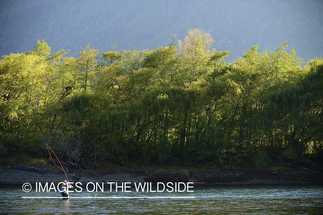 Flyfisherman casting on river in Chile.
