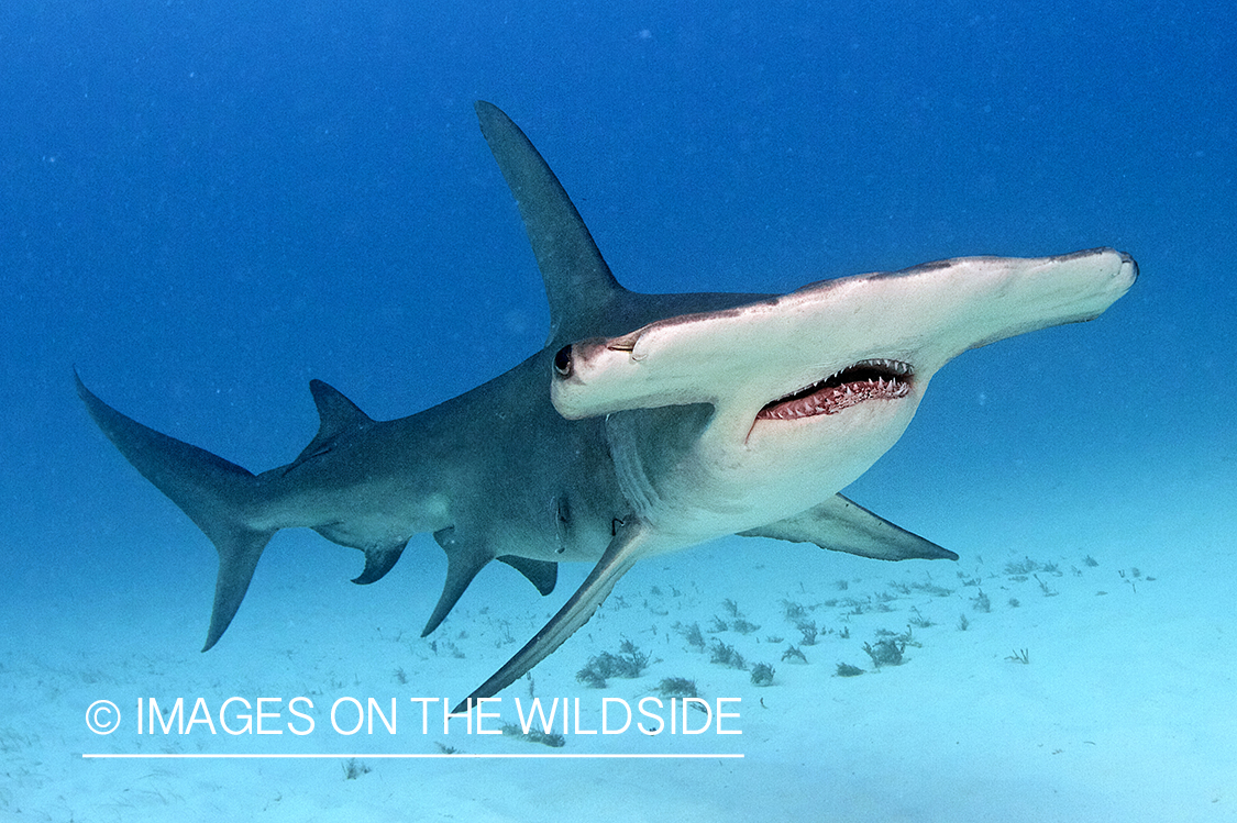 Hammerhead shark in habitat.