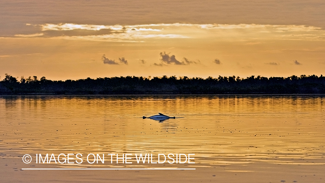 Tarpon in habitat at sunset.