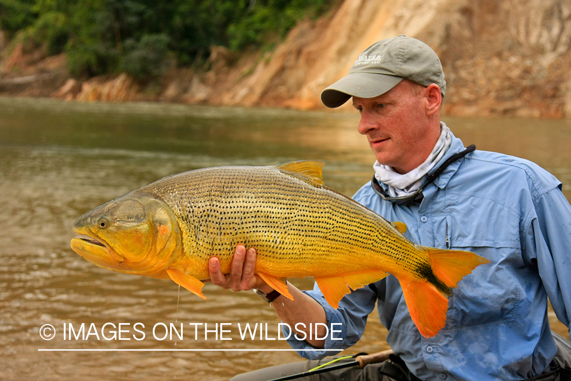 Fly Fisherman with a Golden Dorado.