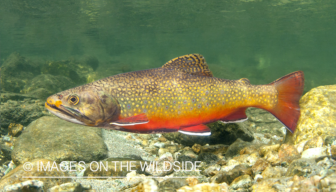 Brook trout in habitat.