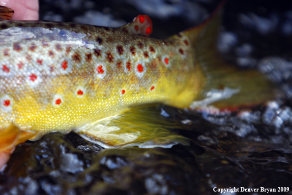 Brown trout underwater