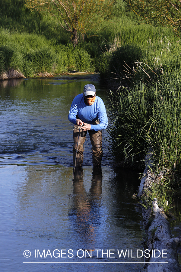 Flyfisherman with brown trout buff.