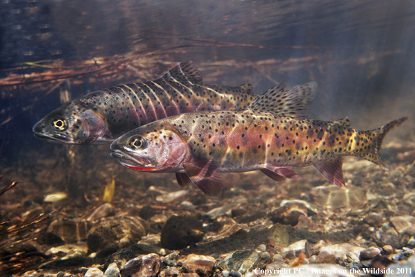 Whitehorse Cutthroat, OR. 