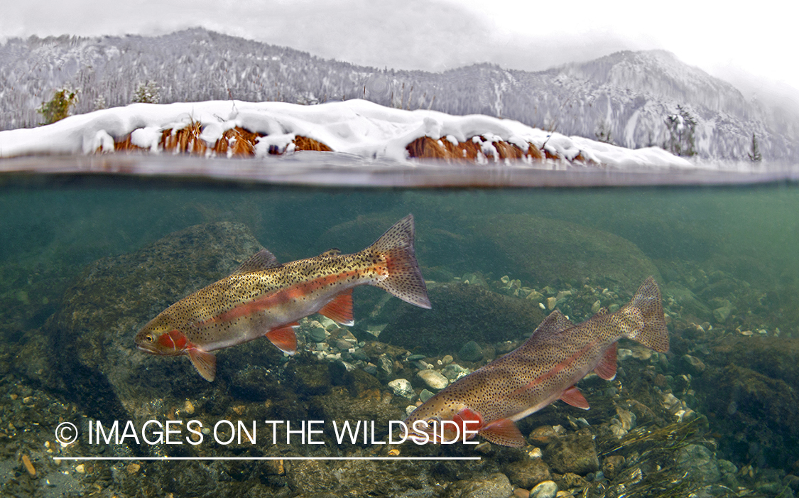 Split-level image of rainbow trout underwater.