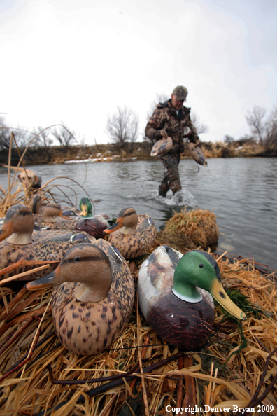 Retrieving Decoys