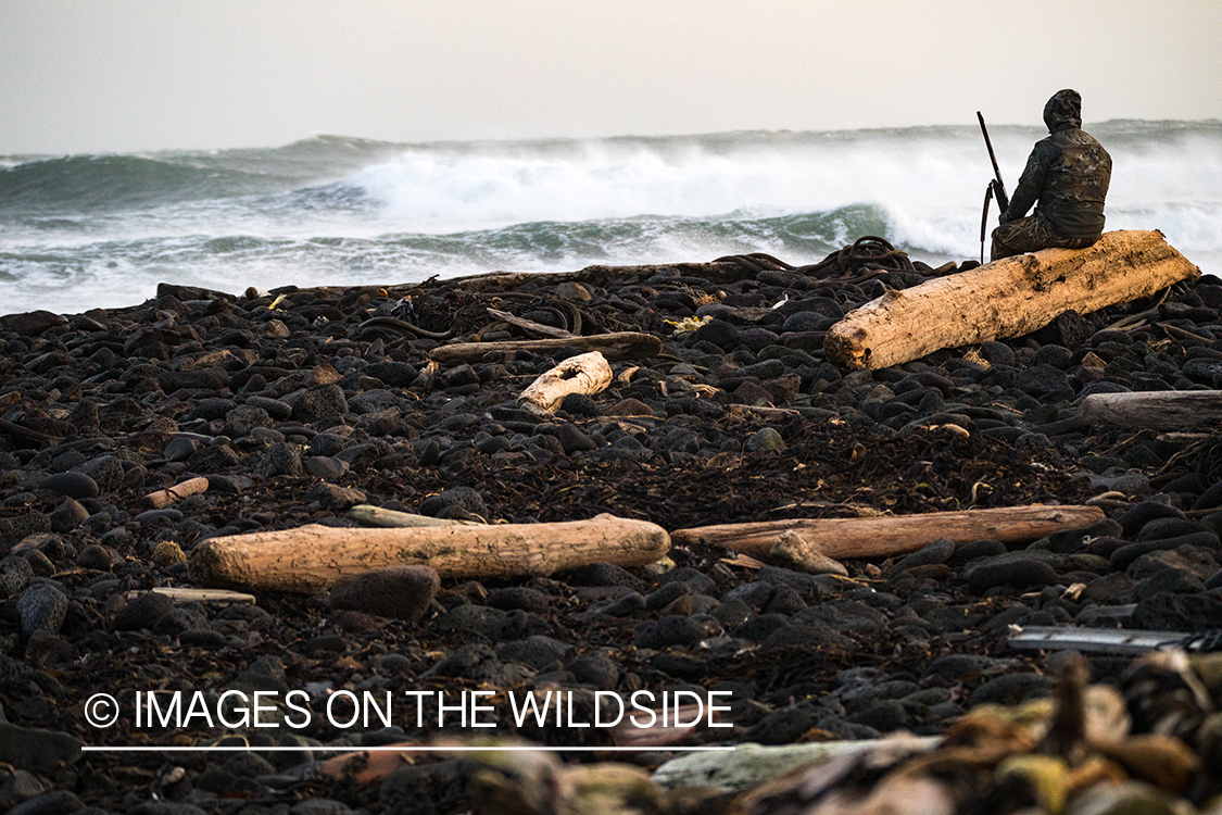 King Eider and Long-tailed duck hunting in Alaska, hunter looking for ducks.