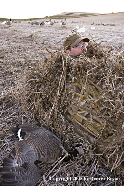 Goose hunter sitting in blind with bagged goose lying beside.