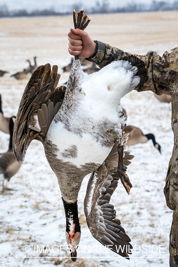 Bagged Canada goose.