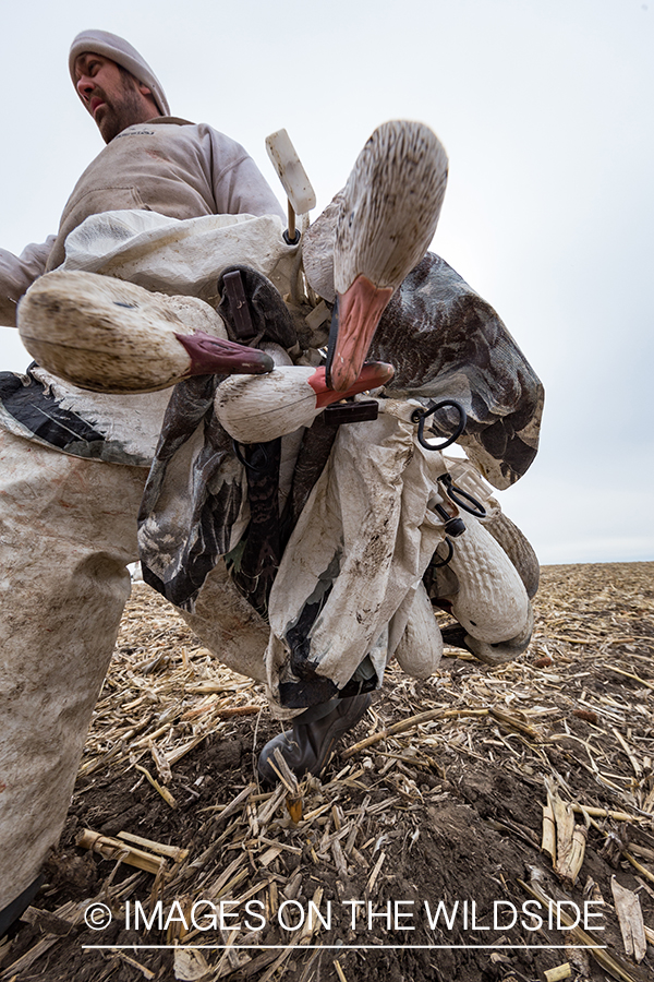 Hunter packing up after day of goose hunting.