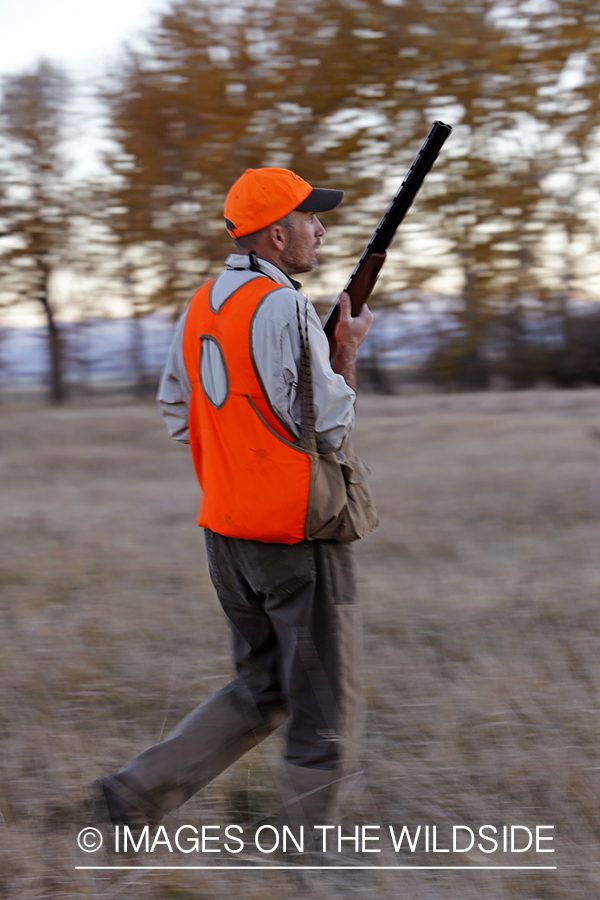 Pheasant hunter in field.