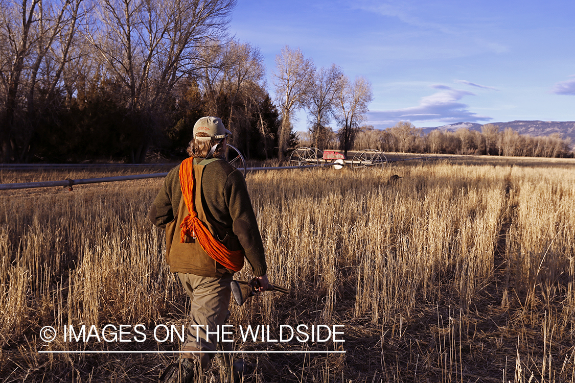 Pheasant hunter in field.