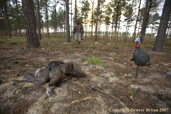 Turkey hunter walking toward downed turkey.