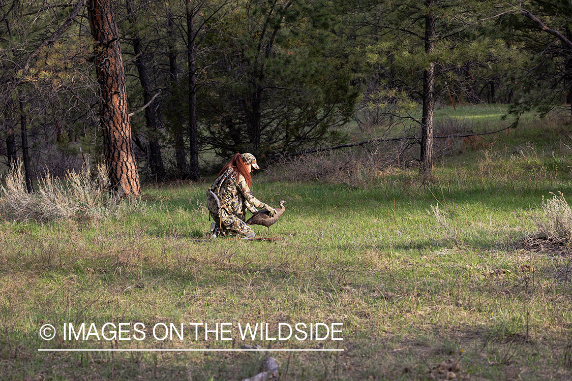 Women hunter setting turkey decoy.