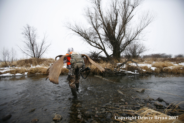 Moose hunter in field