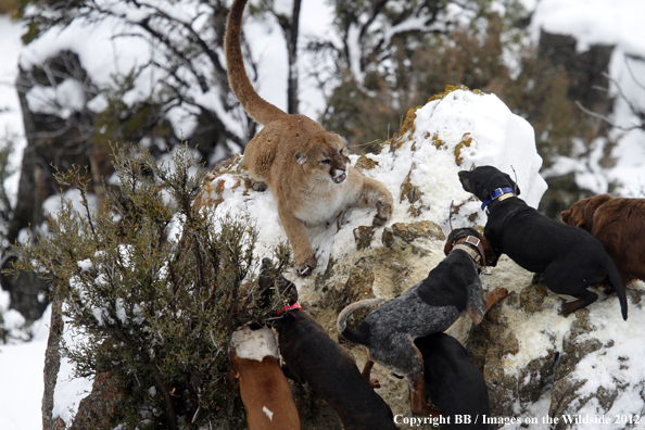 Hunting dogs cornering mountain lion. 