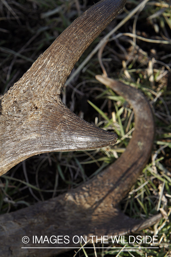 Close-up of downed pronghorn antelope buck.