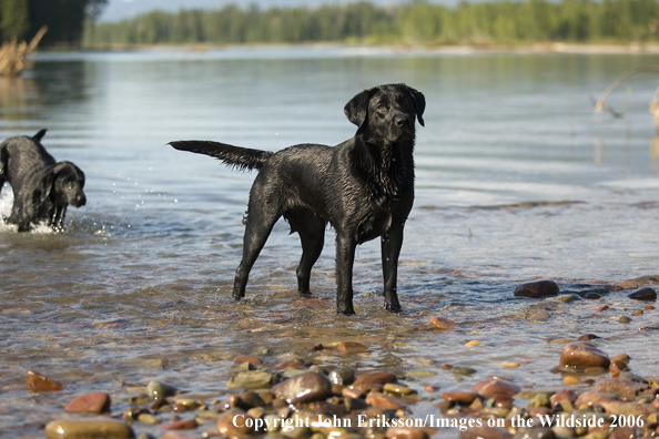 Black Labrador Retriever