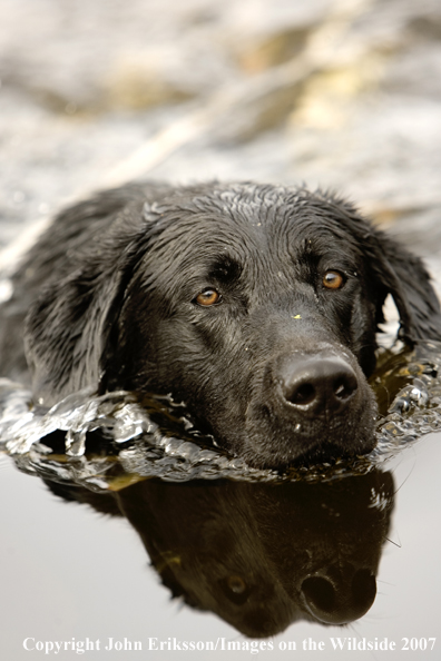 Black Labrador Retriever