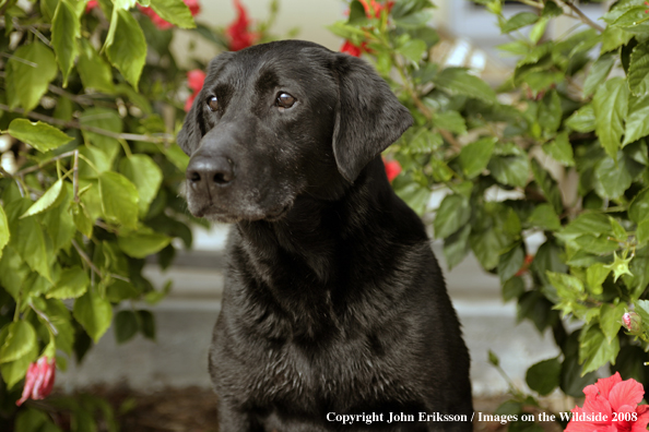 Black Labrador Retriever 