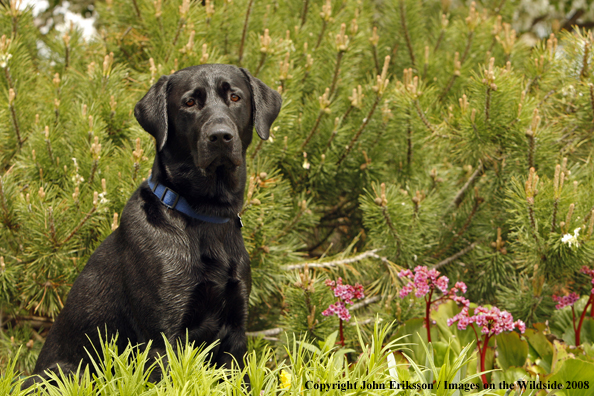 Black Labrador Retriever 