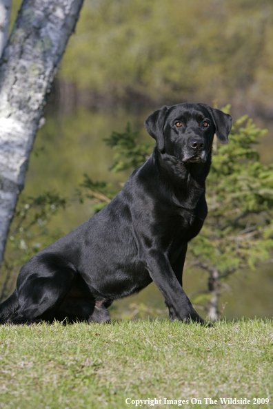 Black Labrador Retriever in field