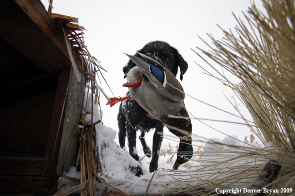 Black labrador retriever with mallard drake.