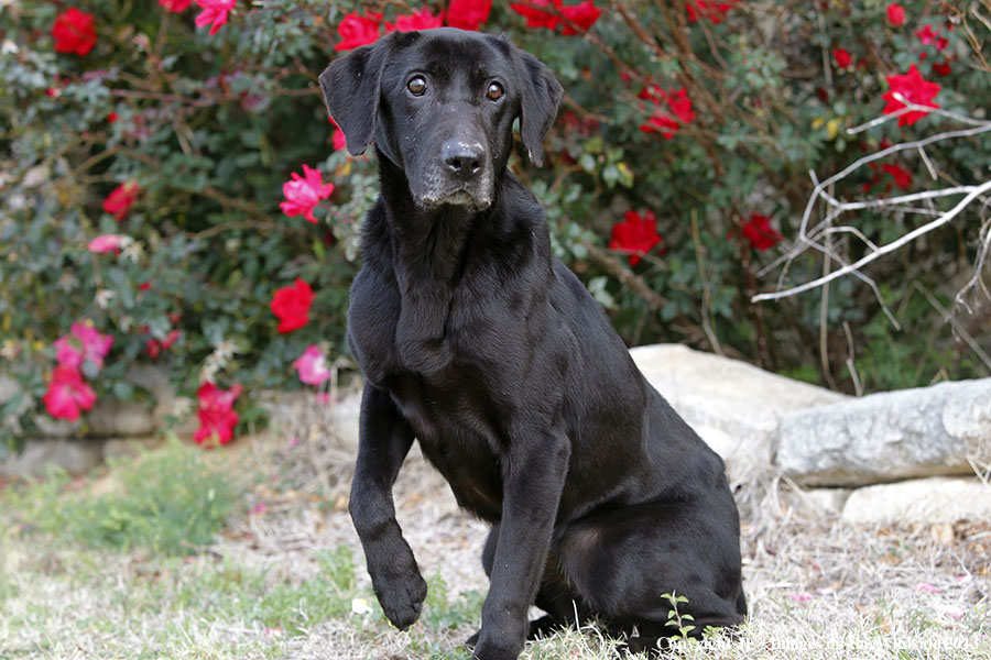 Black Labrador Retriver