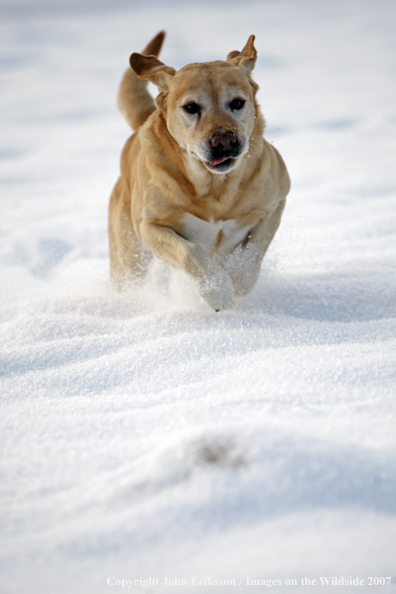 Yellow Labrador Retriever in field