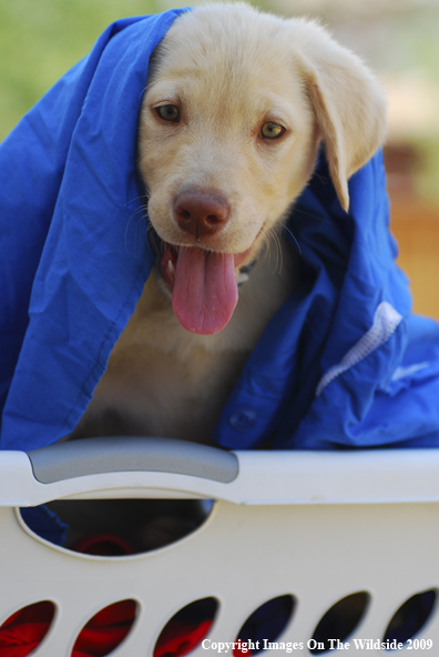 Yellow Labrador Puppy