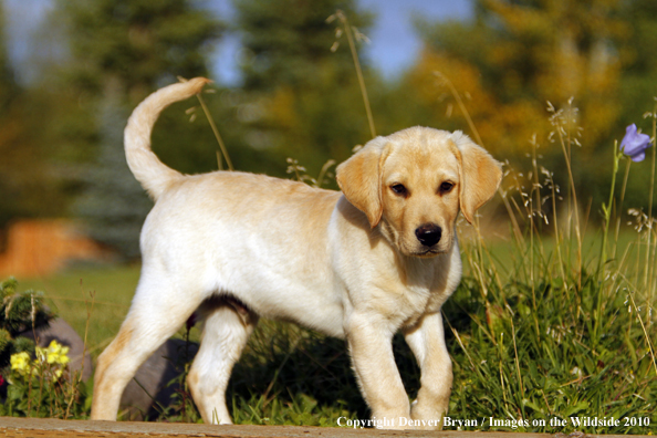 Yellow Labrador Retriever Puppy 