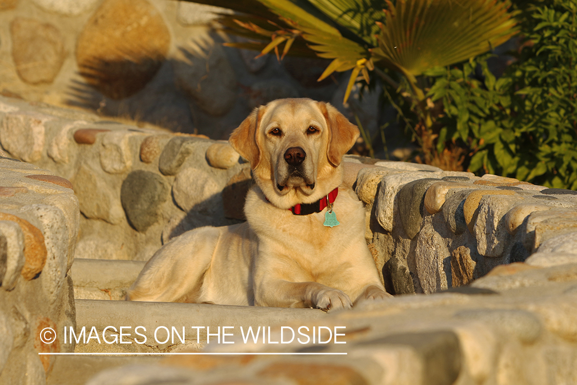 Yellow lab on cobble steps.