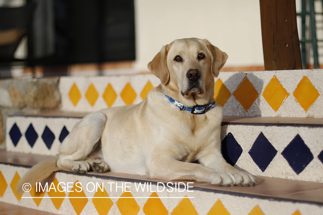 Yellow lab laying on tile stairs. 