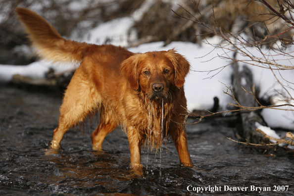 Golden Retriever in the snow.