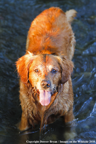 Golden Retriever