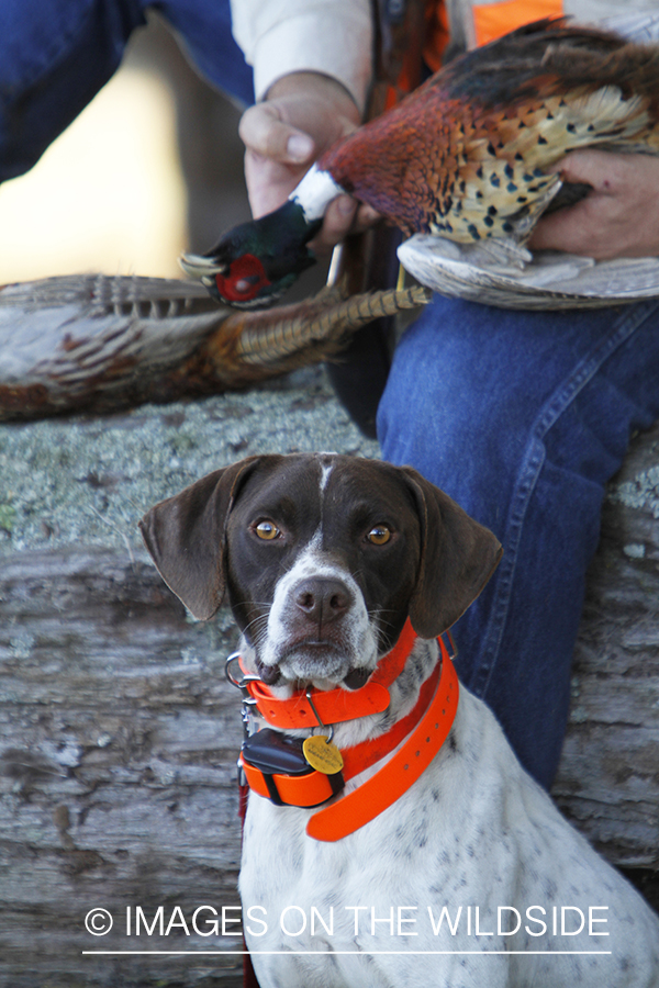 English pointer with bagged pheasants.