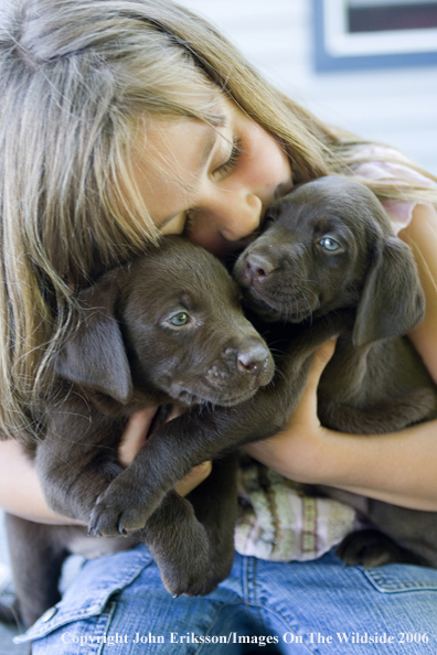 Chocolate Labrador Retriever puppies.