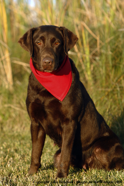 Chocolate Labrador Retriever in field