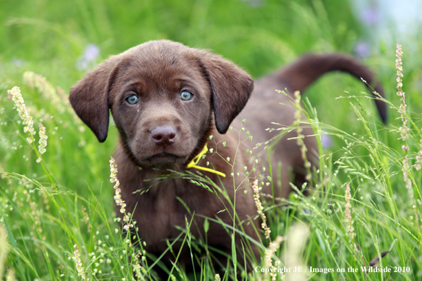 Chocolate Labrador Retriever Puppy