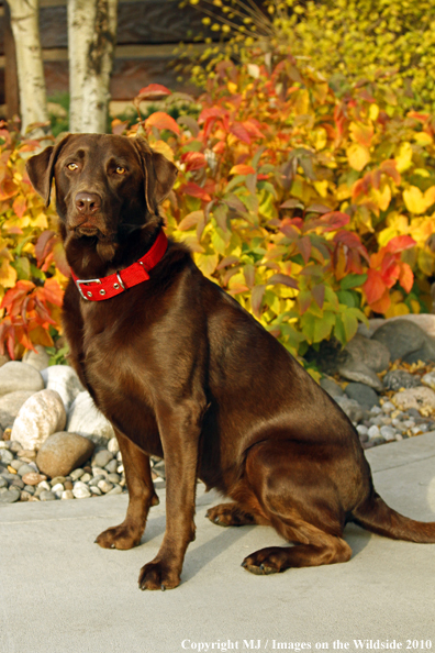 Chocolate Labrador Retriever